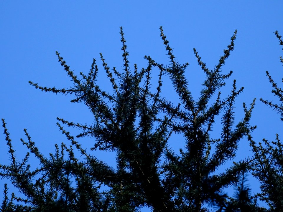 Cèdre de l'Atlas fastigié, Cedrus atlantica 'fastigiata', … 