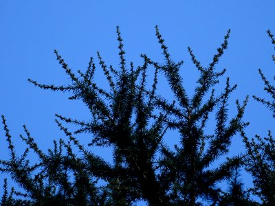 Cèdre de l'Atlas fastigié, Cedrus atlantica 'fastigiata', … 