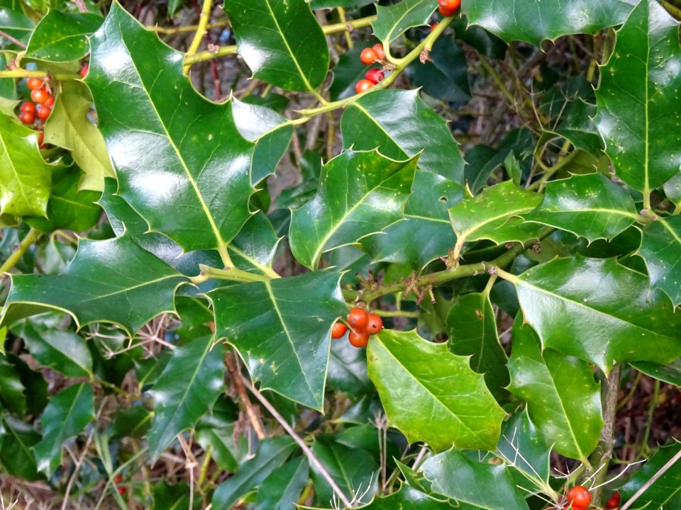 Houx, Ilex aquifolium, Aquifoliacées, Arboretum de Chèvrel… 