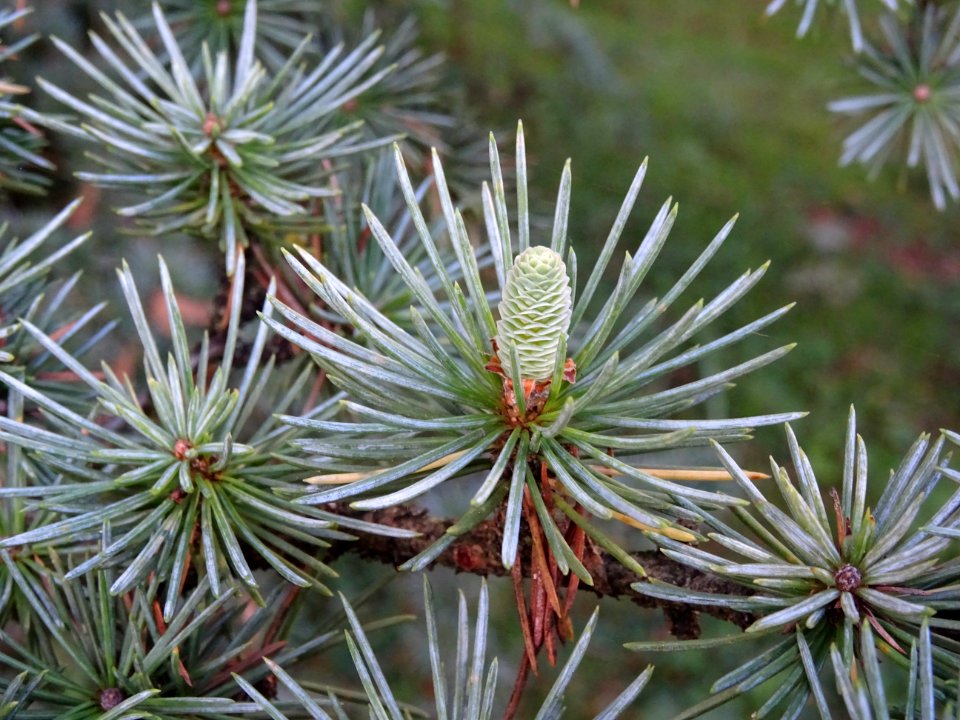 Cèdre de l'Atlas fastigié, Cedrus atlantica 'fastigiata', … 