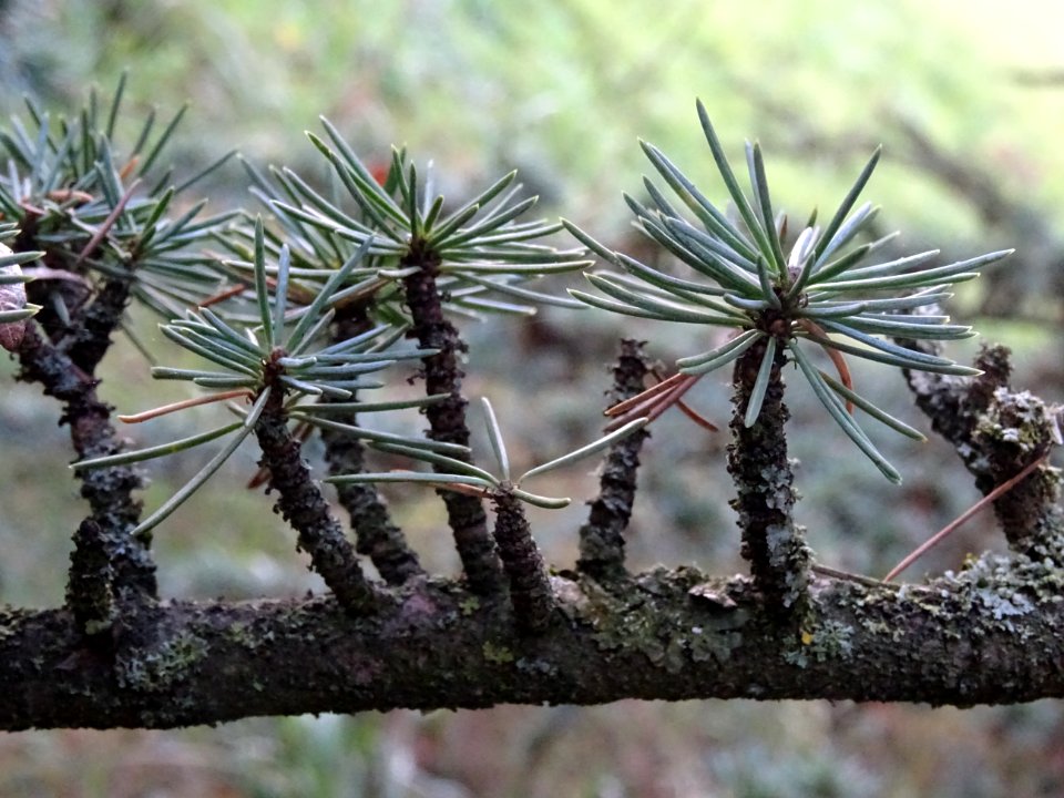 Cèdre de l'Atlas fastigié, Cedrus atlantica 'fastigiata', … 