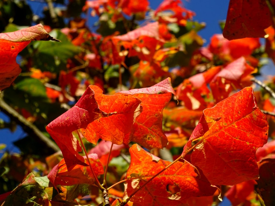 Erable à sucre, Acer saccharum, Sapindacées, Arboretum de … 
