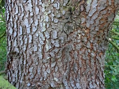 Ecorce du Cèdre de l'Atlas fastigié, Cedrus atlantica 'fas… 