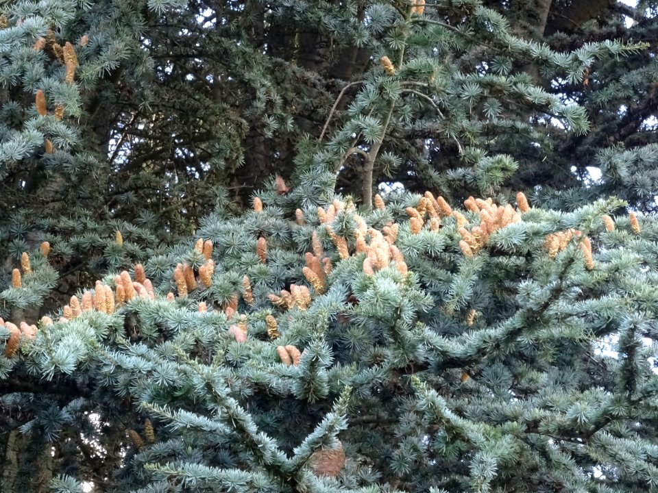 Cèdre de l'Atlas fastigié, Cedrus atlantica 'fastigiata', … 