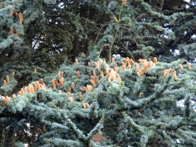 Cèdre de l'Atlas fastigié, Cedrus atlantica 'fastigiata', … 