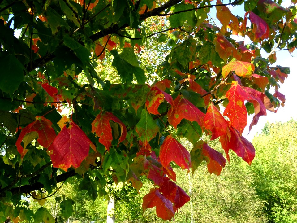 Erable à sucre, Acer saccharum, Sapindacées, Arboretum de … 