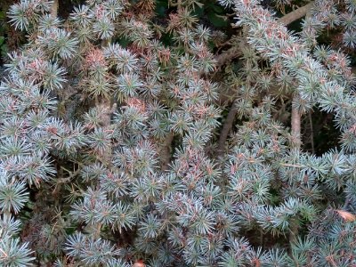 Cèdre de l'Atlas fastigié, Cedrus atlantica 'fastigiata', … 