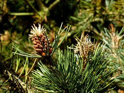 Cônes mâles du Pin à crochets, Pinus uncinata, Pinacées, A… 