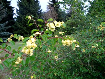 Paliure ou Epine de Christ, Paliurus spina-christi, Rhamna… 
