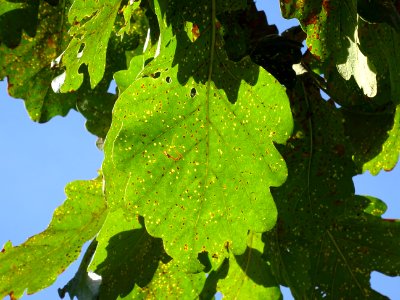 Chêne du cerf ou Deer oak, Quercus sadleriana, Fagacées, A… 