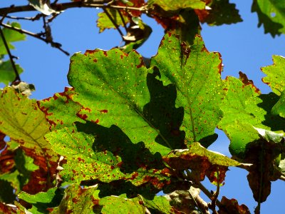 Chêne du cerf ou Deer oak, Quercus sadleriana, Fagacées, A… 