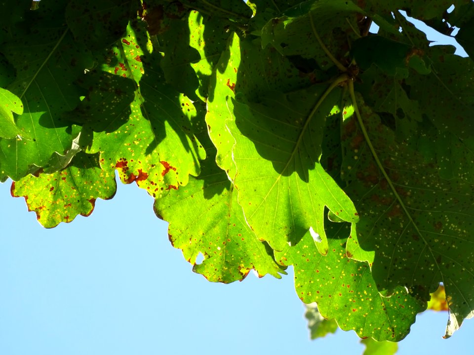 Chêne du cerf ou Deer oak, Quercus sadleriana, Fagacées, A… 