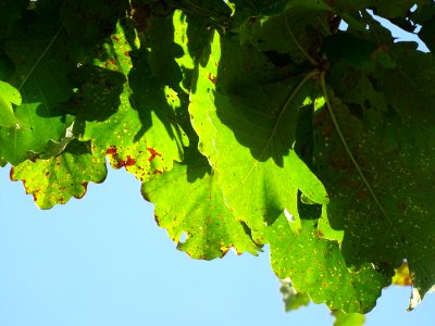 Chêne du cerf ou Deer oak, Quercus sadleriana, Fagacées, A… 