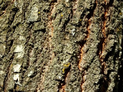 Ecorce du Chêne du cerf ou Deer oak, Quercus sadleriana, F… 