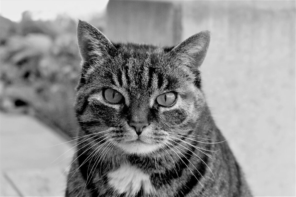 Tiger cat domestic cat pet