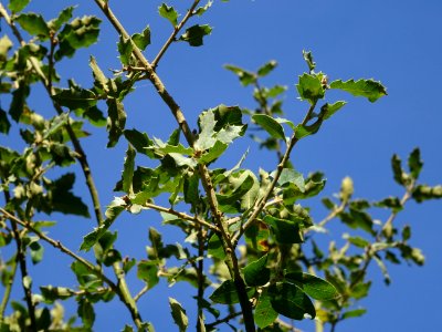Chêne gris, Quercus grisea, Fagacées, Arboretum de Chèvrel… 