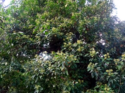 Lierre grimpant, Hedera helix, Araliacées, Arboretum de Ch… 