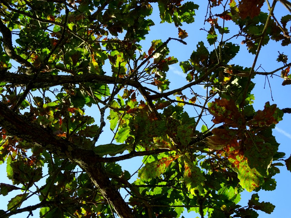 Chêne du cerf ou Deer oak, Quercus sadleriana, Fagacées, A… 