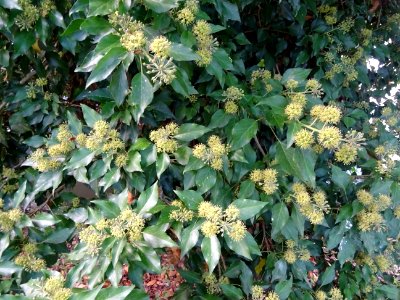 Lierre grimpant, Hedera helix, Araliacées, Arboretum de Ch… 