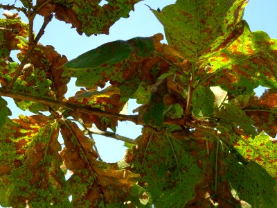 Chêne du cerf ou Deer oak, Quercus sadleriana, Fagacées, A… 