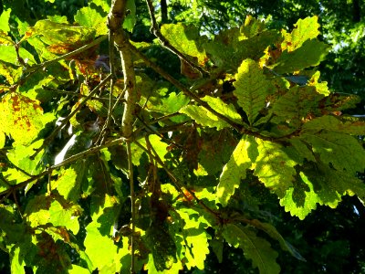 Chêne du cerf ou Deer oak, Quercus sadleriana, Fagacées, A… 