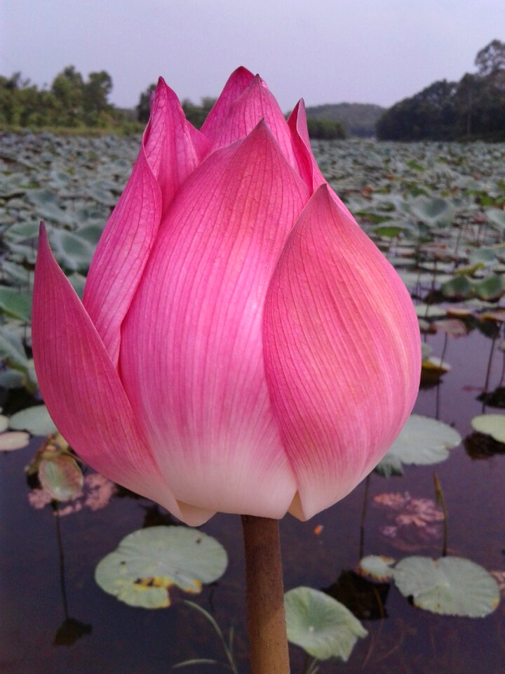 Lotus flowers nice lotus