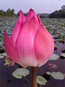 Lotus flowers nice lotus