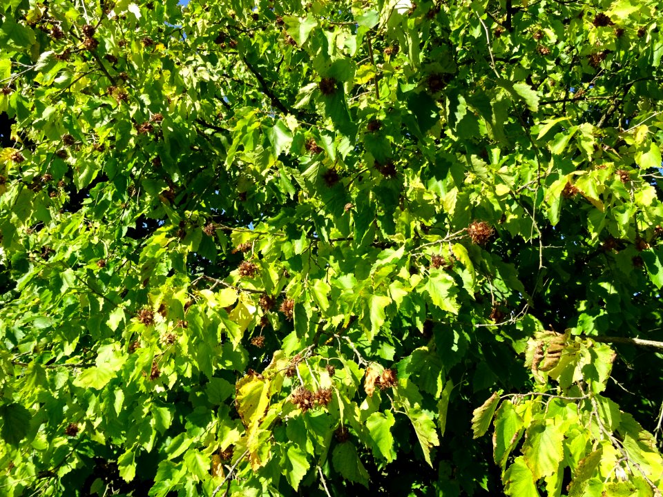 Noisetier de Turquie ou Coudrier de Byzance, Corylus colur… 