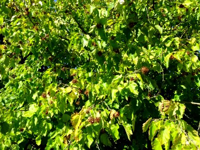 Noisetier de Turquie ou Coudrier de Byzance, Corylus colur… 