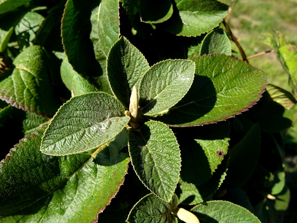 Viorne de Mongolie, Viburnum mongolicum, Adoxacées, Arbore… 