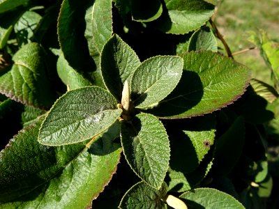 Viorne de Mongolie, Viburnum mongolicum, Adoxacées, Arbore… 