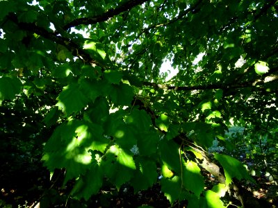 Noisetier de Turquie ou Coudrier de Byzance, Corylus colur… 