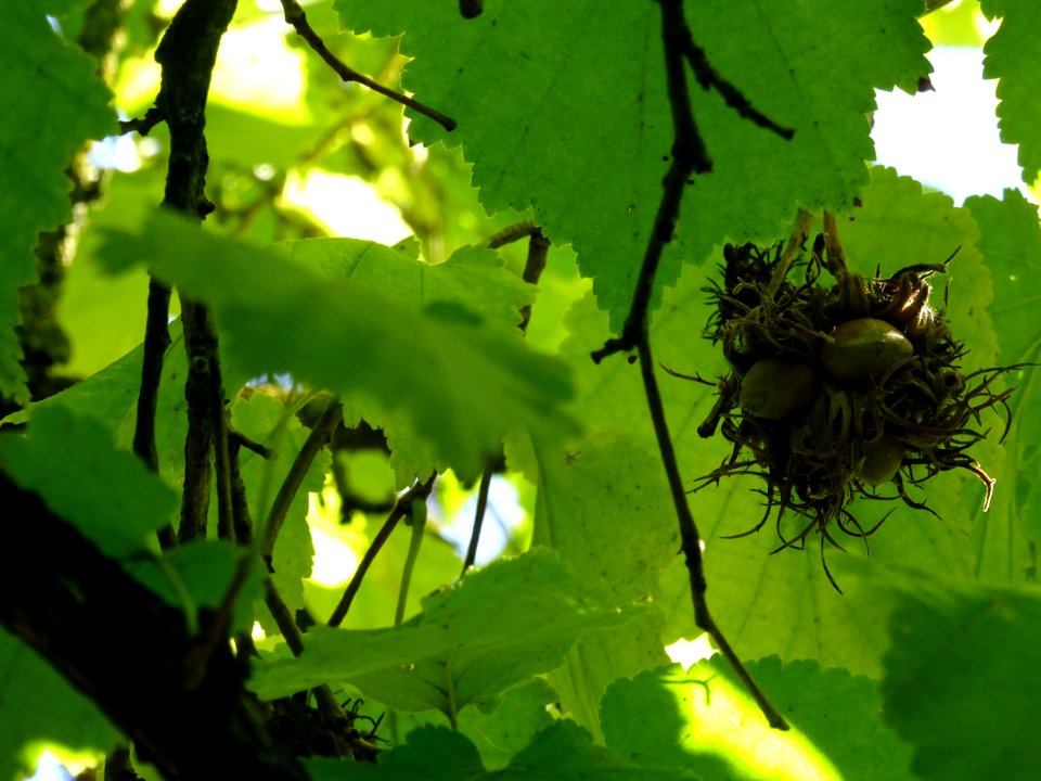 Noisetier de Turquie ou Coudrier de Byzance, Corylus colur… 