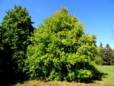 Noisetier de Turquie ou Coudrier de Byzance, Corylus colur… 