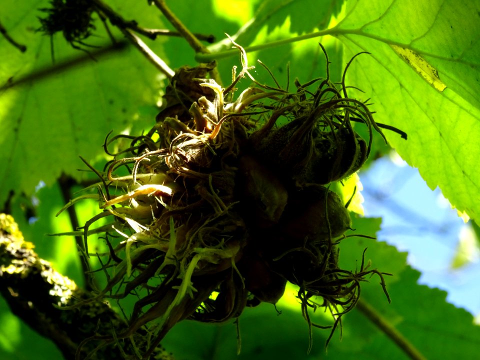 Noisetier de Turquie ou Coudrier de Byzance, Corylus colur… 