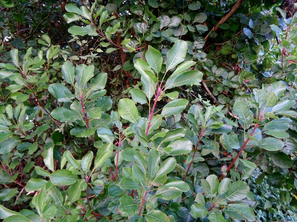 Fustet ou arbre à perruques, Cotinus coggygria, Anacardiac… 