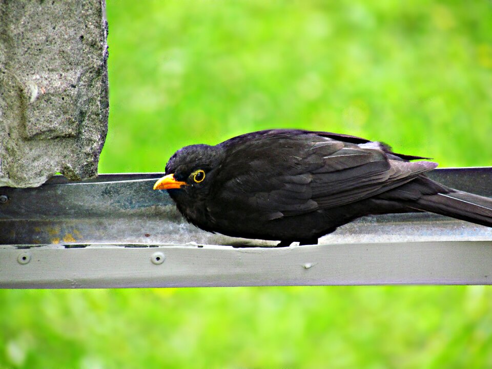 Yellow beak black bird nature