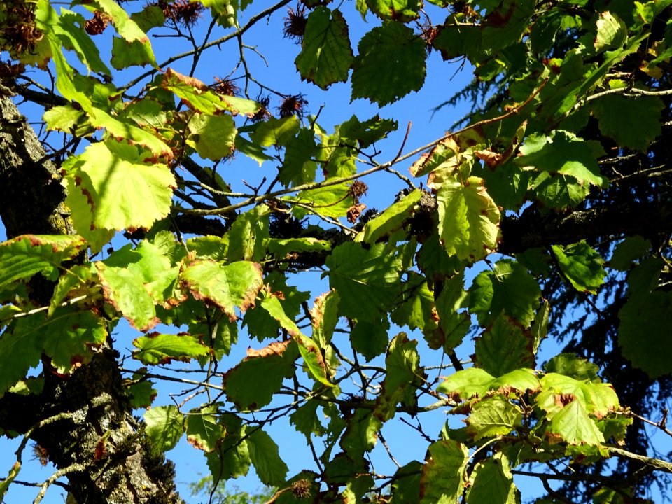 Noisetier de Turquie ou Coudrier de Byzance, Corylus colur… 