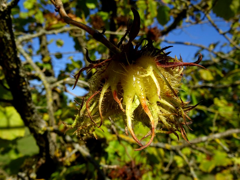 Noisetier de Turquie ou Coudrier de Byzance, Corylus colur… 