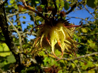 Noisetier de Turquie ou Coudrier de Byzance, Corylus colur… 