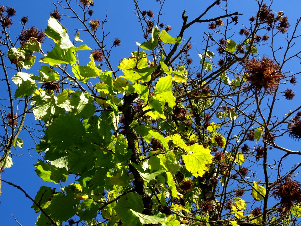 Noisetier de Turquie ou Coudrier de Byzance, Corylus colur… 