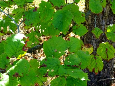 Noisetier de Turquie ou Coudrier de Byzance, Corylus colur… 