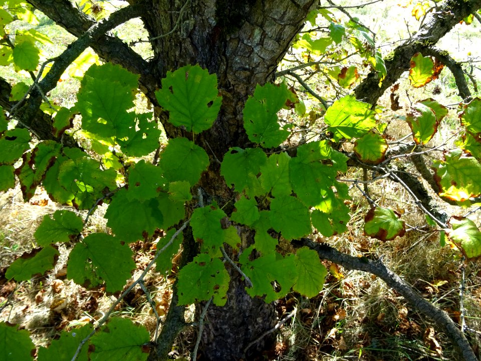 Noisetier de Turquie ou Coudrier de Byzance, Corylus colur… 