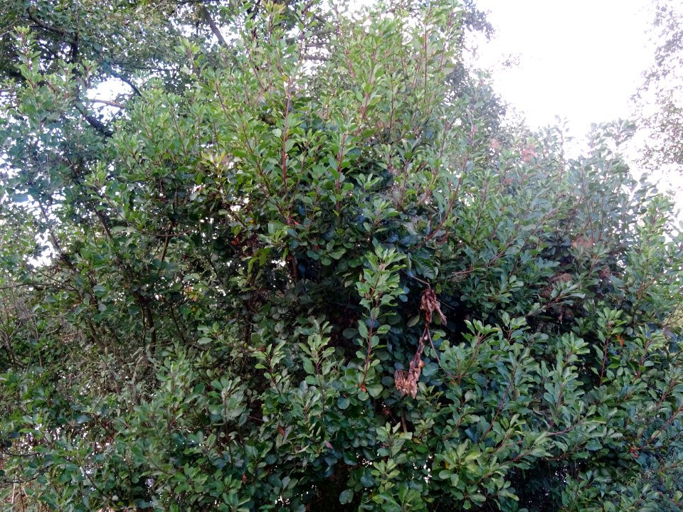 Fustet ou arbre à perruques, Cotinus coggygria, Anacardiac… 