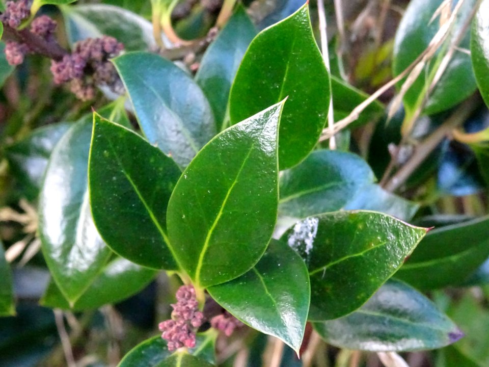 Houx à feuilles de myrte, Ilex aquifolium myrtifolia, Aqui… 