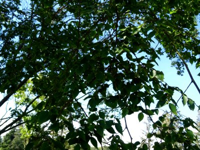 Orme du Caucase ou Faux Orme de Sibérie, Zelkova carpinifo… 