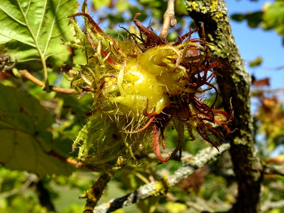Noisetier de Turquie ou Coudrier de Byzance, Corylus colur… 