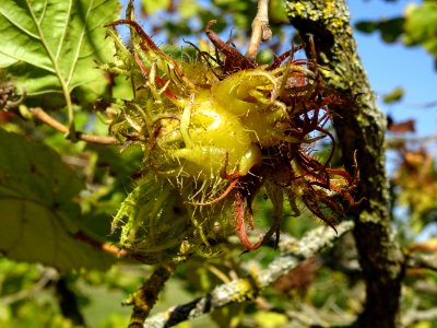Noisetier de Turquie ou Coudrier de Byzance, Corylus colur… 
