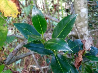 Houx à feuilles de myrte, Ilex aquifolium myrtifolia, Aqui… 