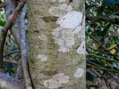Ecorce du Houx à feuilles de myrte, Ilex aquifolium myrtif… 
